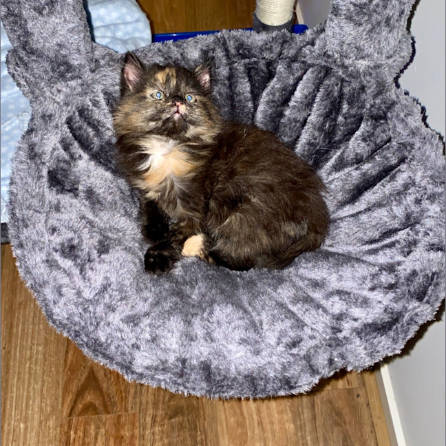 Photo of Muffin