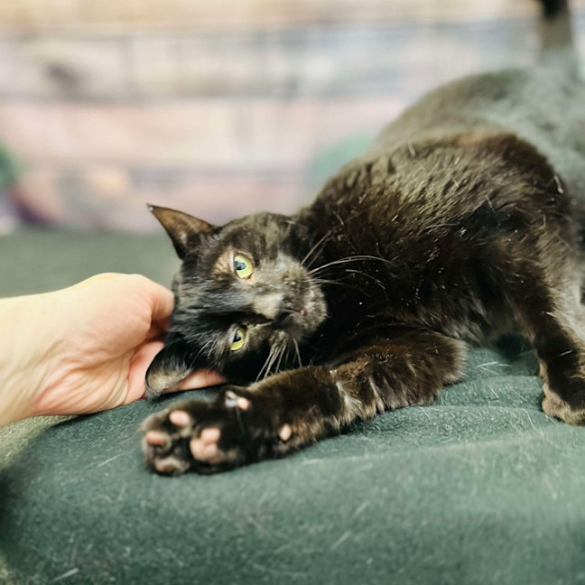 Photo of Bucky   Located In Preston