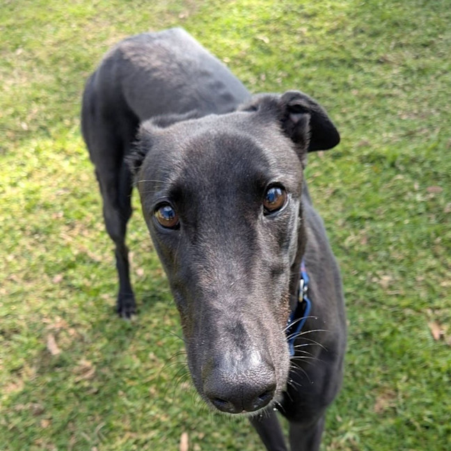 Photo of Crosby The Greyhound