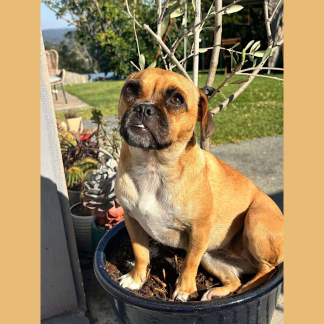 Photo of Stella