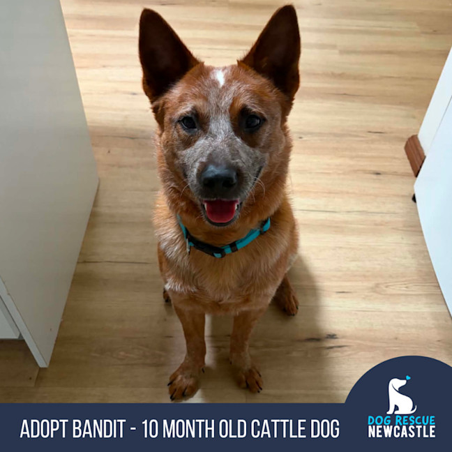 Photo of Bandit   10 Month Old Cattle Dog