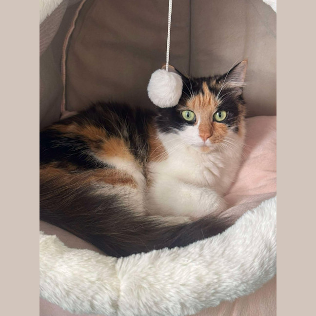 Photo of Jemima   In Foster Care In Ashburton