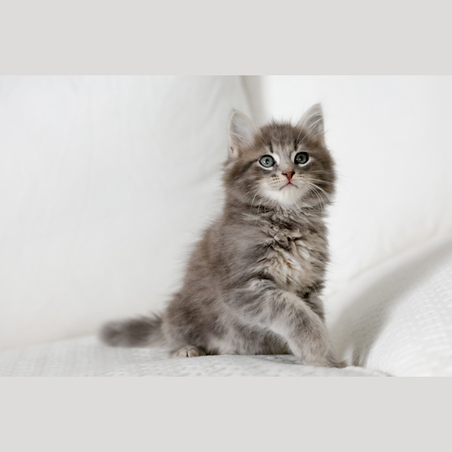 Photo of Truffle