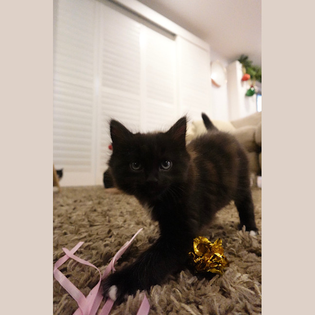 Photo of Onyx
