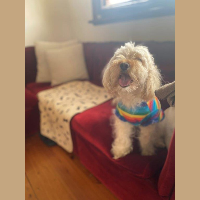 Photo of Tinkerbell Kumara