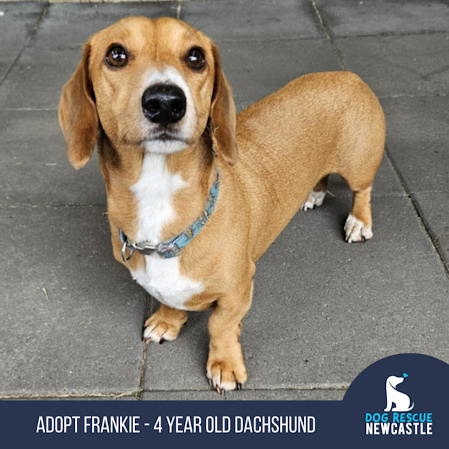Photo of Frankie   4 Year Old Dachshund
