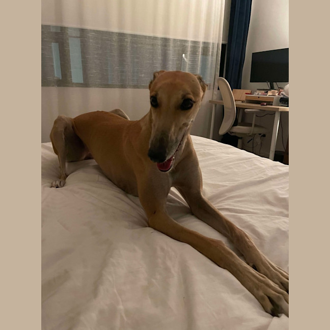 Photo of Sandy, The Greyhound
