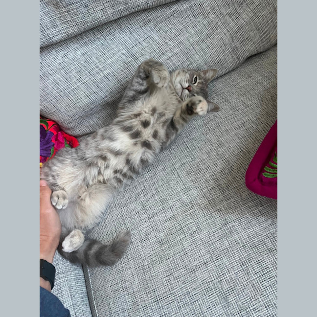 Photo of Cayenne