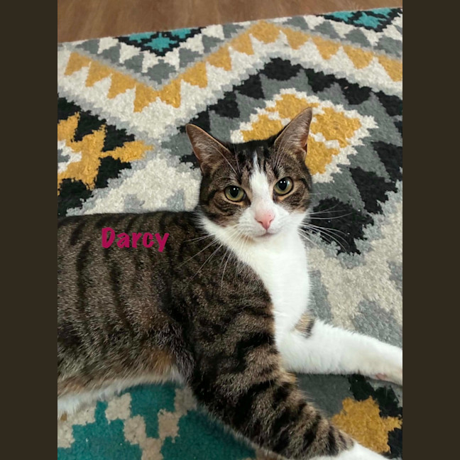 Photo of Darcy & Cy