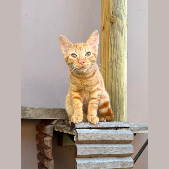 Photo of Louie
