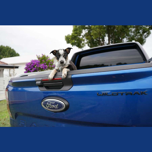 Photo of Roo   7 Week Old Cattle Dog X Kelpie