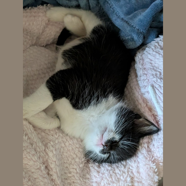 Photo of Barney
