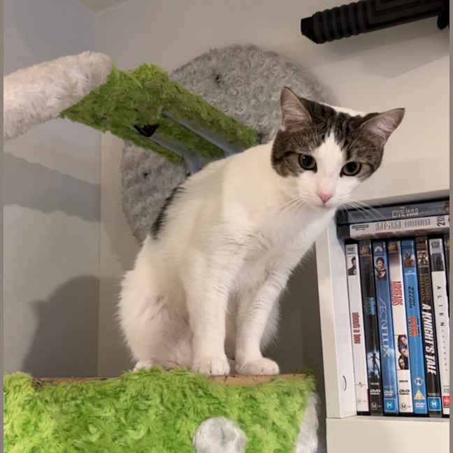 Photo of Horchata ( Cha Cha )