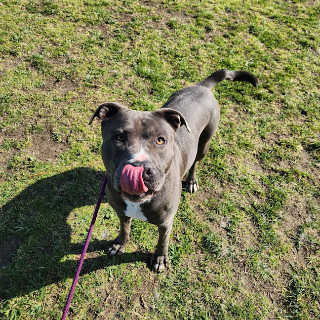 Photo of Bear (66738)