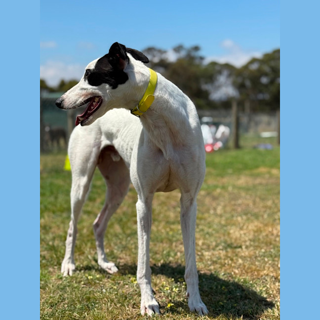 Photo of Otis
