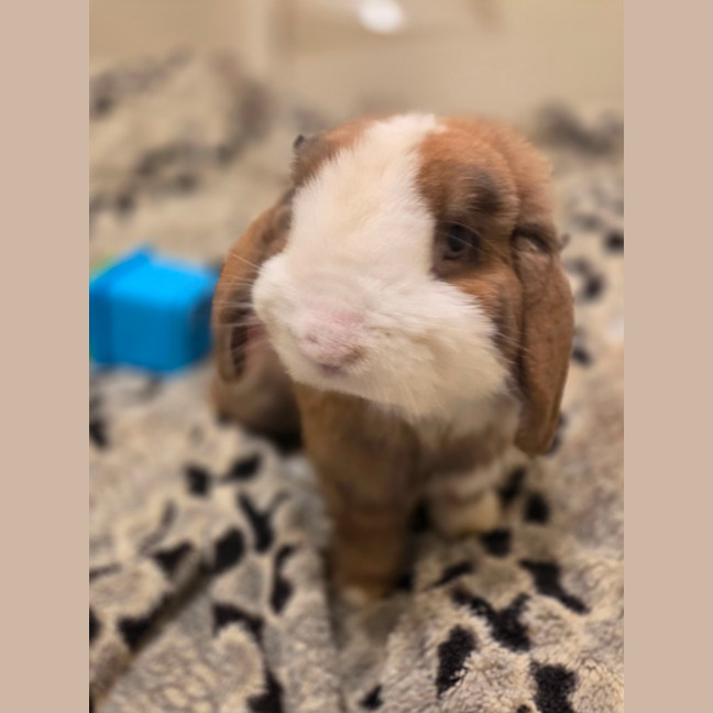 Photo of Snuggles