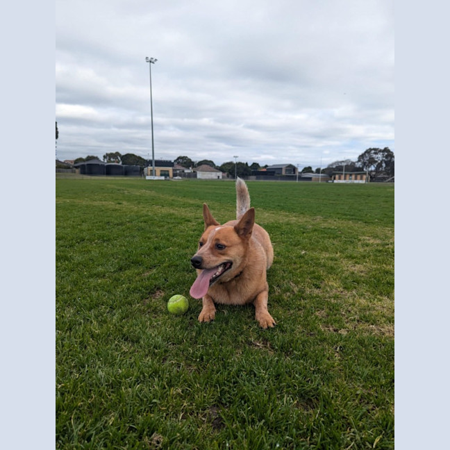Photo of Cooper