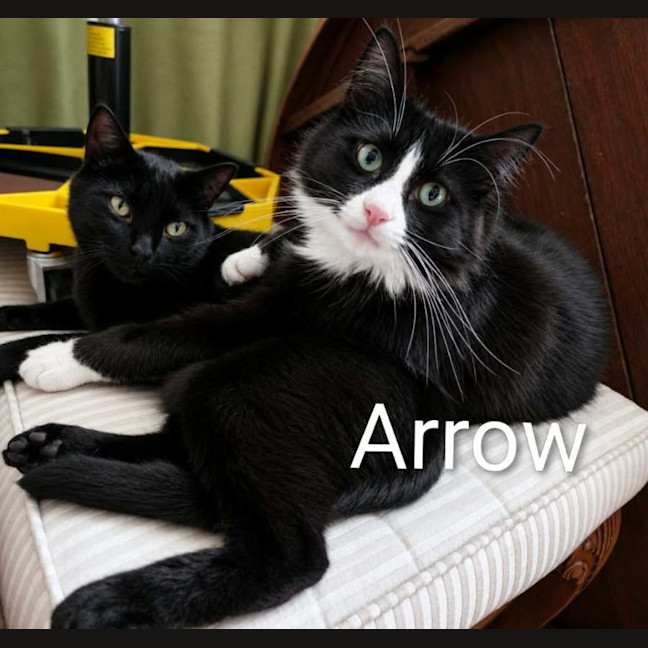 Photo of Arrow