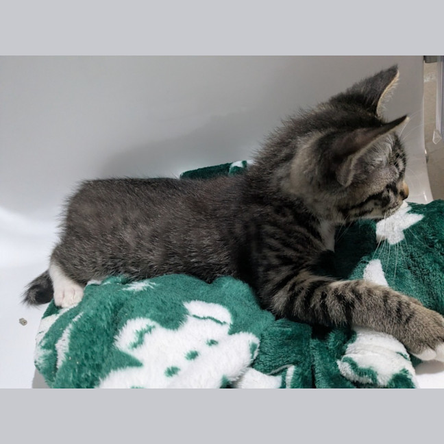 Photo of Winston