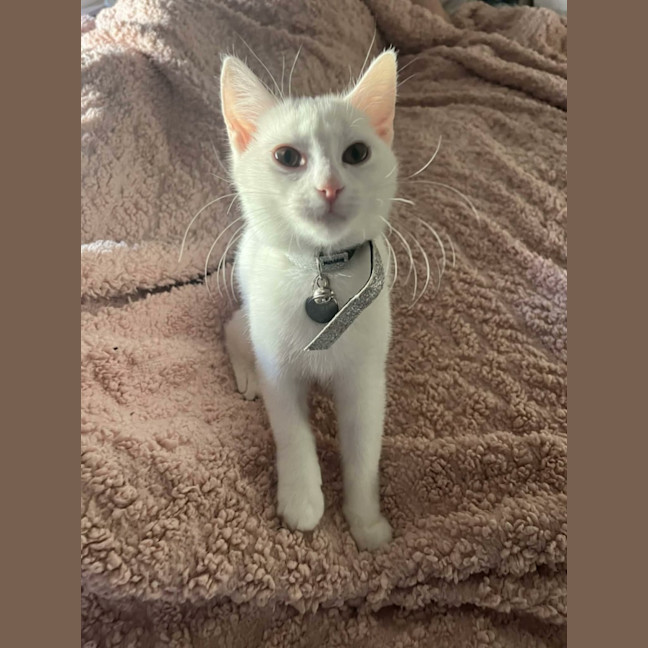 Photo of Lola   In Foster Care In Cranbourne