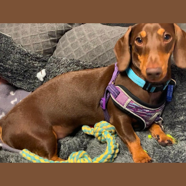 Photo of Loki   4 Year Old Miniature Dachshund