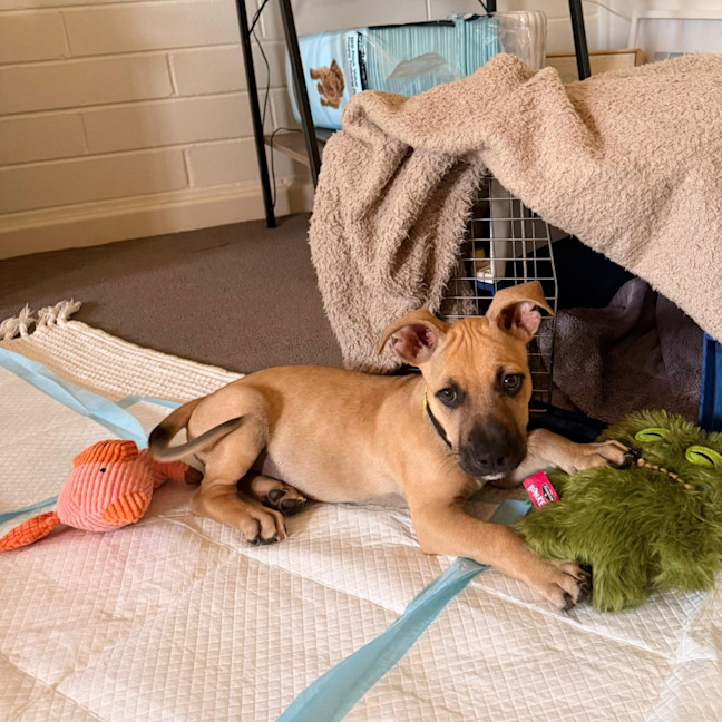 Photo of Louie
