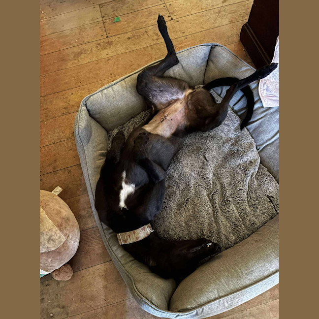 Photo of Sonya, The Cat Friendly Greyhound