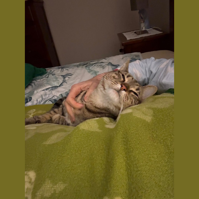 Photo of Archie