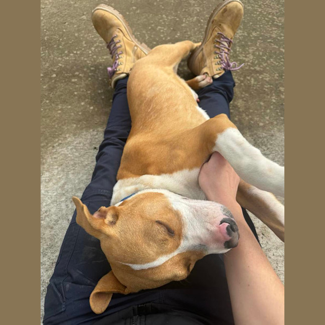 Photo of Cheeto 