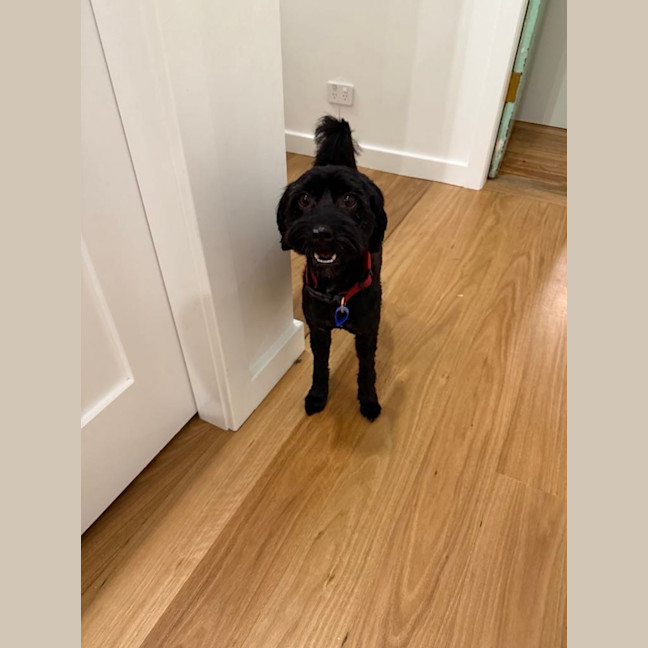 Photo of Koda   1 Year Old Cavoodle