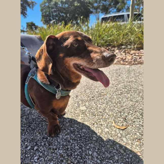 Photo of Fudge