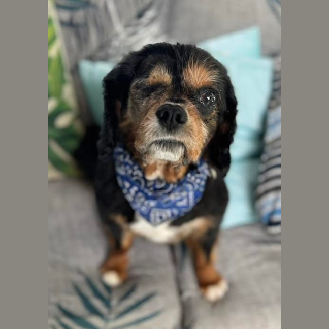 Photo of Marvin