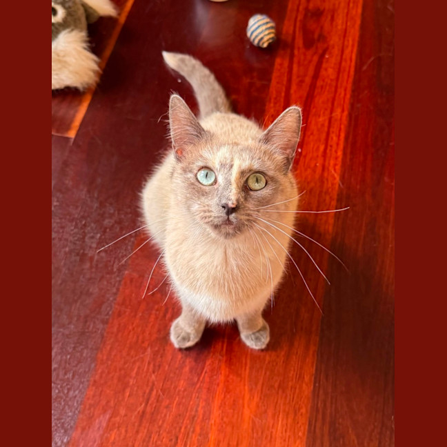Photo of Bluebelle 