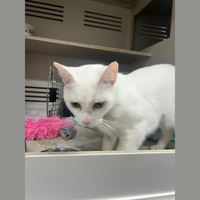 Photo of Snowy