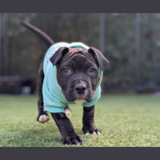 Photo of Juno