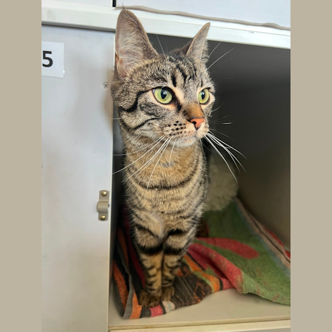 Photo of Pepper Jack