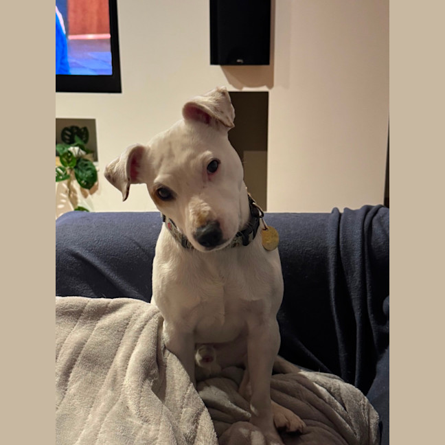 Photo of Meatball