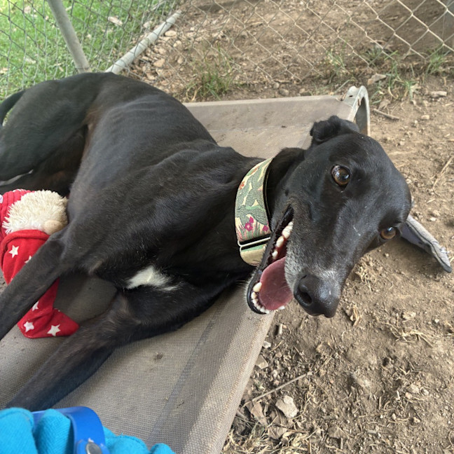 Photo of Hiraani The Greyhound