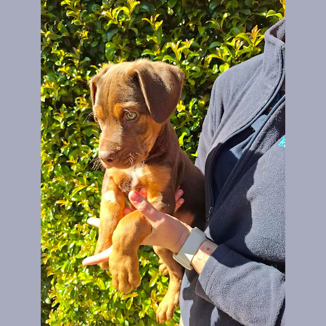 Photo of Bruiser