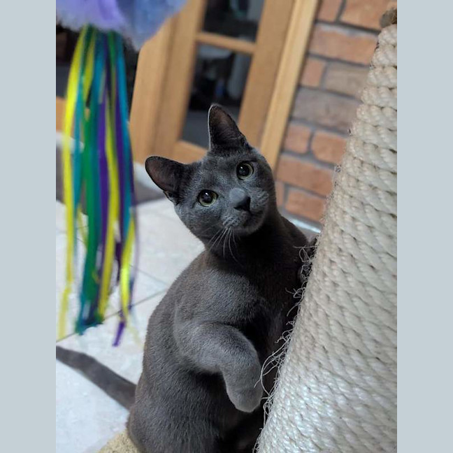 Photo of Smokey
