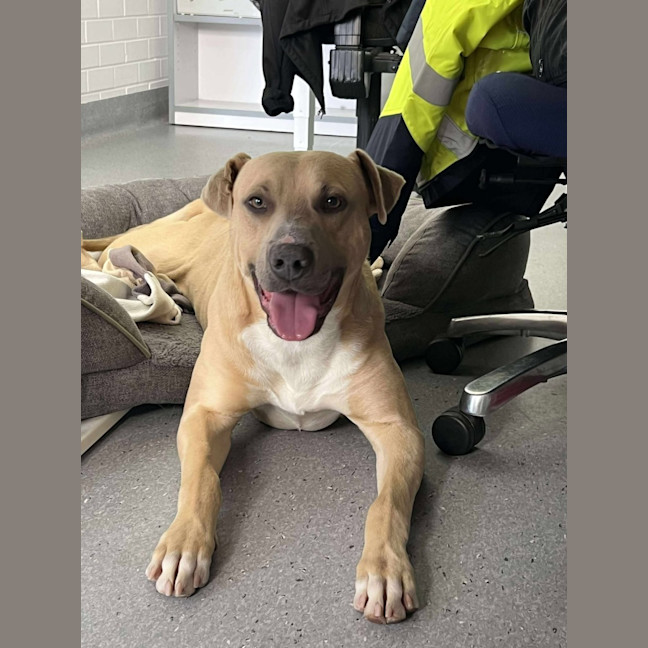 Photo of Mike! 🛋️🦎