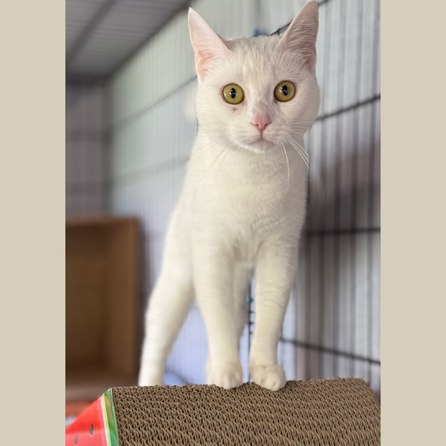 Photo of Snowflake