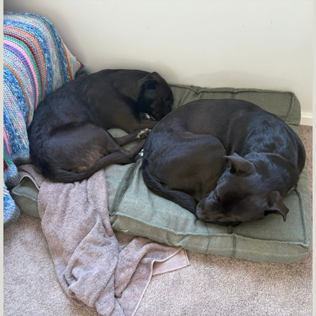 Photo of Odin   3 Year Old Rottweiler X