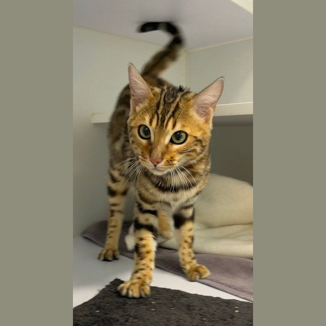 Photo of Copurrnicus