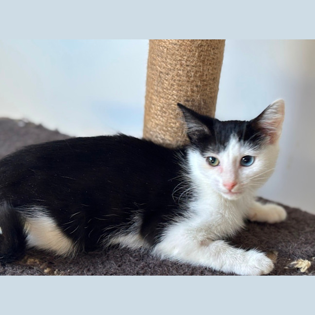 Photo of Kiwi Meet Me@Petstock Mornington Nepean Hwy 