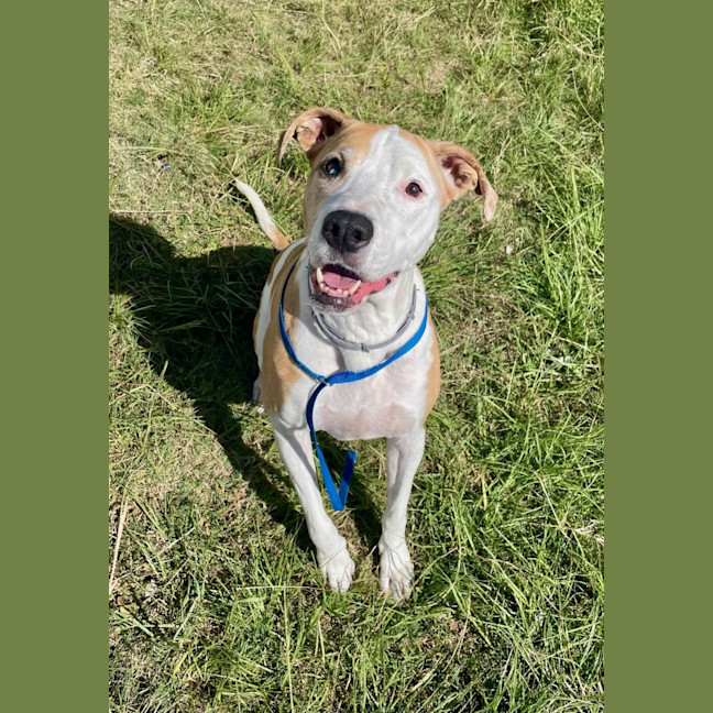 Photo of Piper (6999)