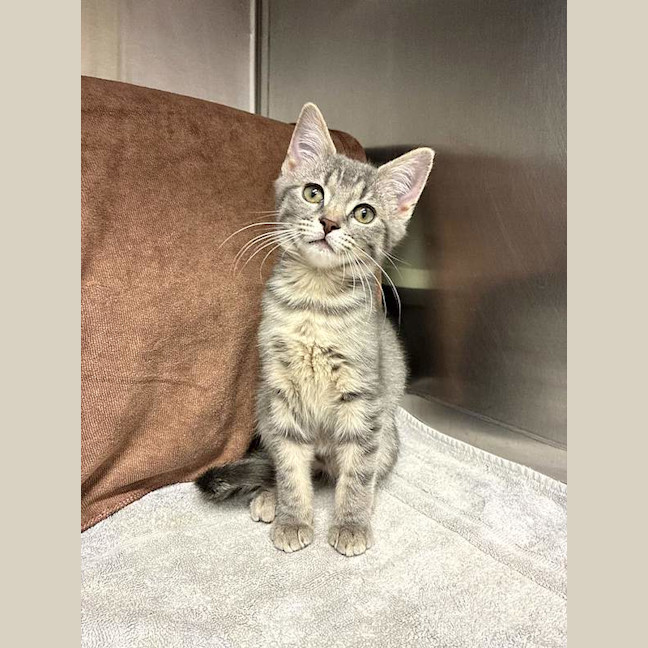 Photo of Pepper