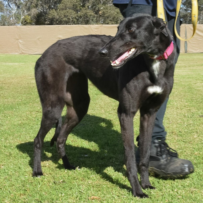 Photo of Chicane The Greyhound