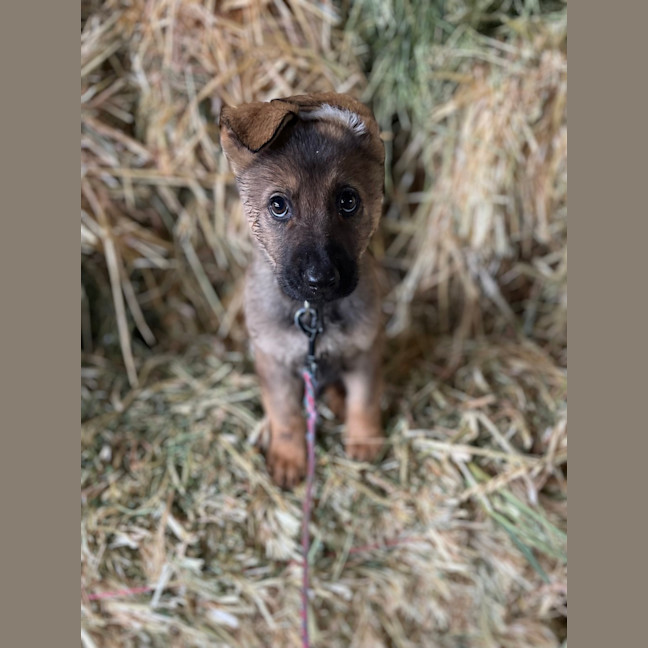 Photo of Henry
