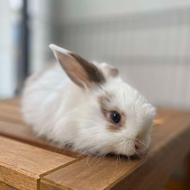 Photo of Acorn